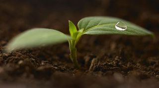 small plant