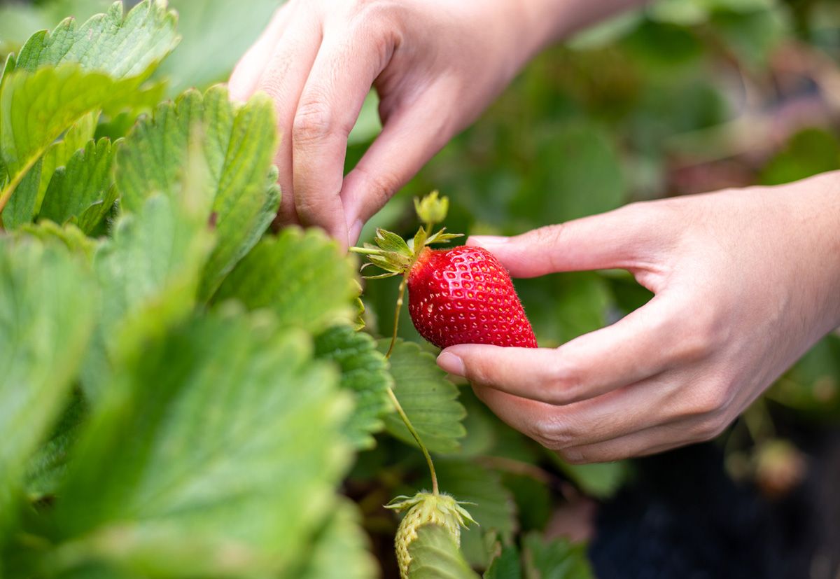 Woman picking strawberries in field