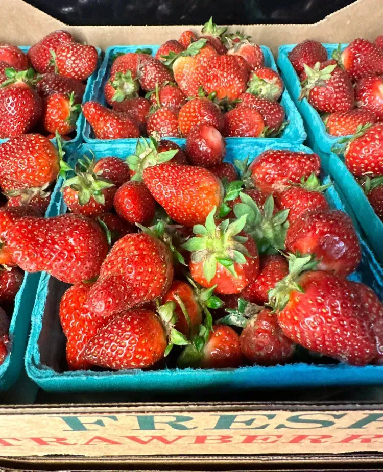 Strawberry Picking at Grasshopper Farms near Knightdale and Raleigh
