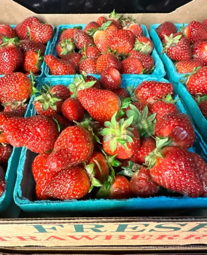 Woman picking strawberries in field