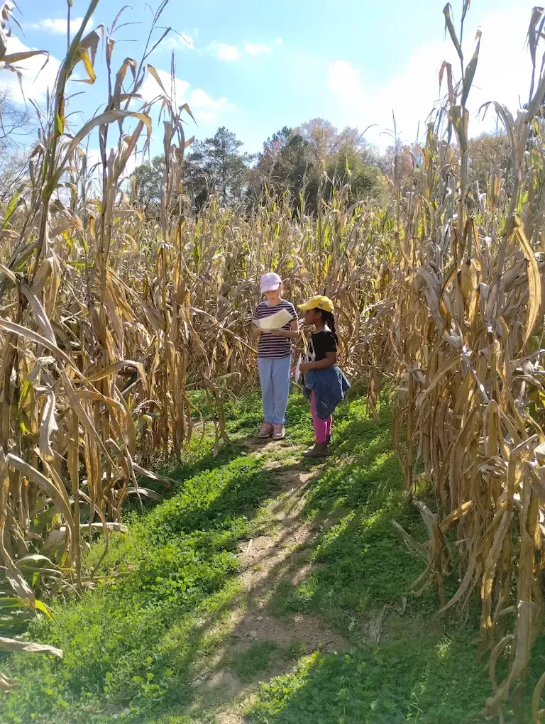 Corn Maze at Grasshopper Farms near Knightdale and Raleigh