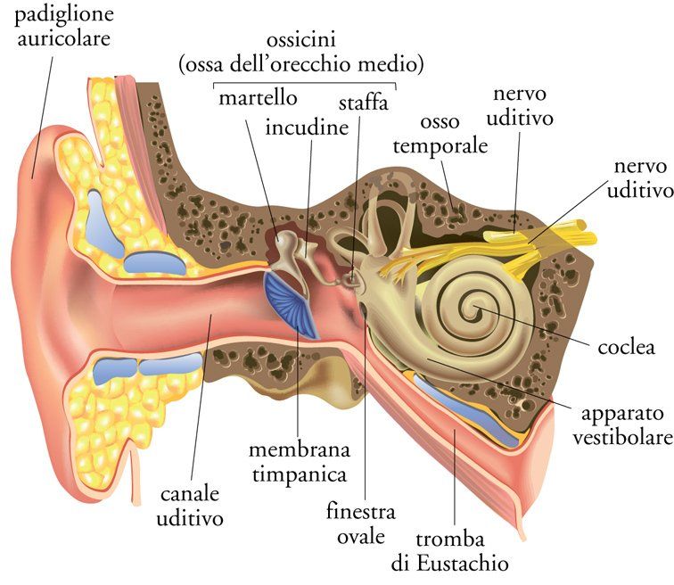 raffigurazione dell'apparato uditivo