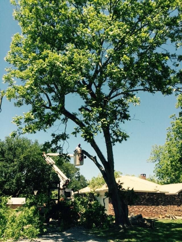 Man Trimming Tree — Ocean Springs, MS — All Timber Tree Service LLC