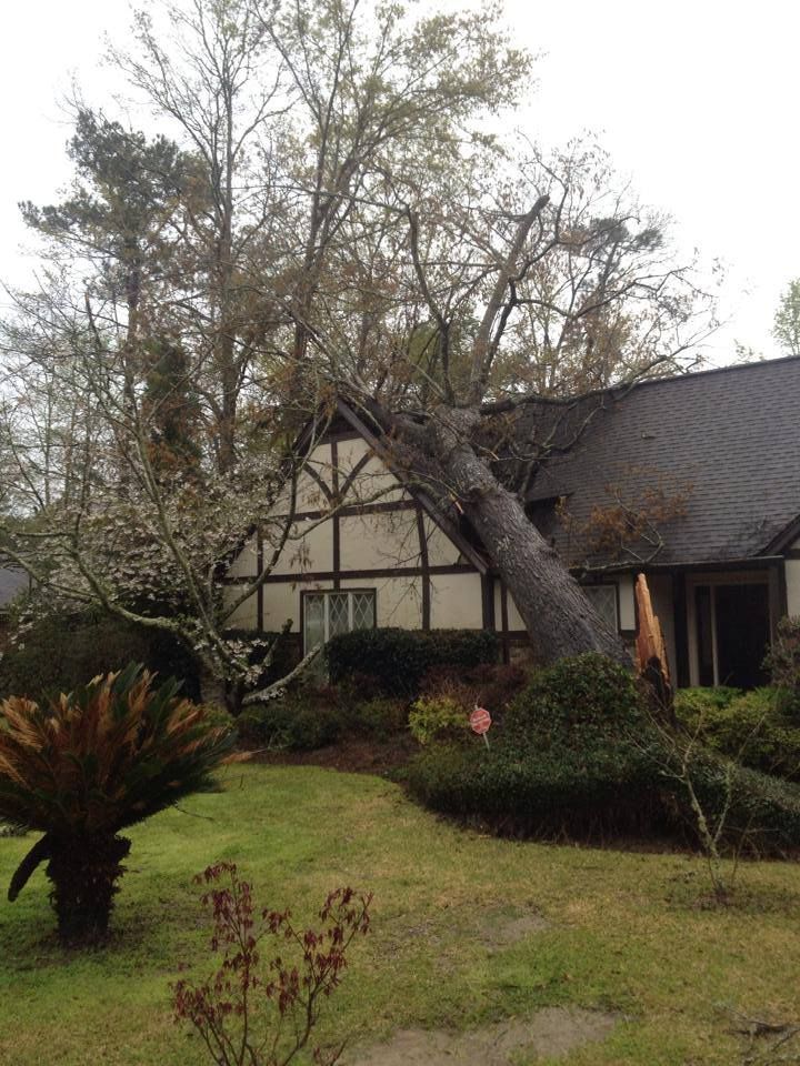 Fallen Tree — Ocean Springs, MS — All Timber Tree Service LLC