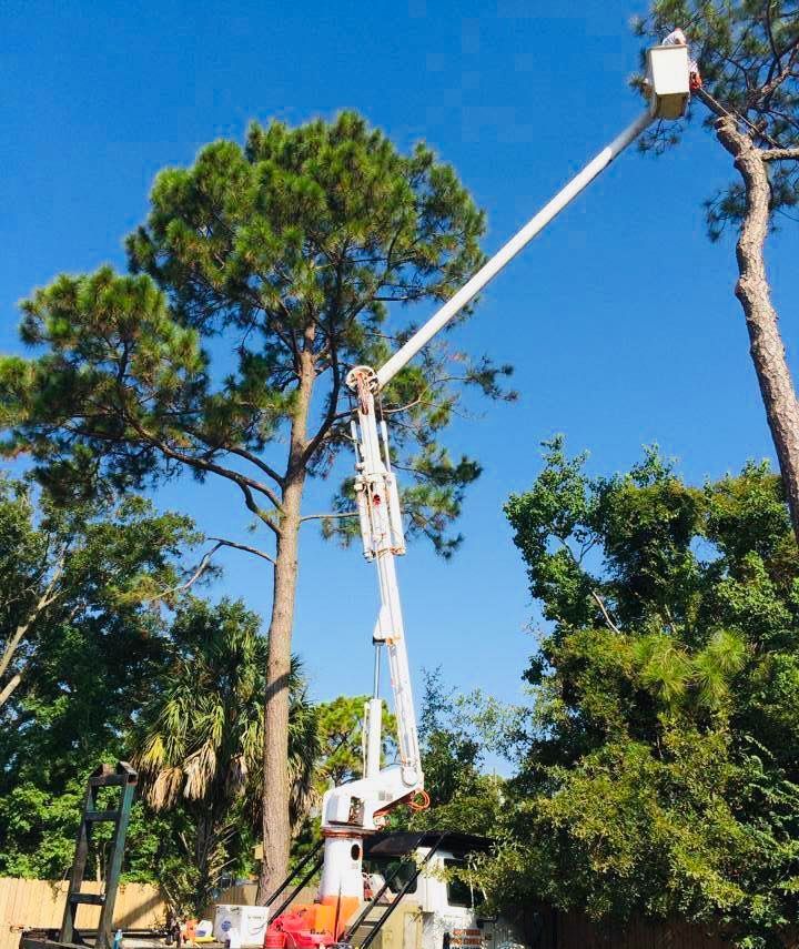 Tree Trimming — Ocean Springs, MS — All Timber Tree Service LLC