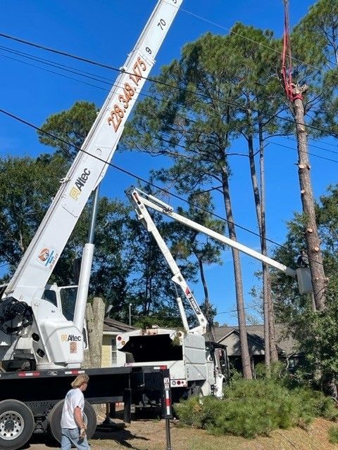 Palm Tree Trimming — Ocean Springs, MS — All Timber Tree Service LLC