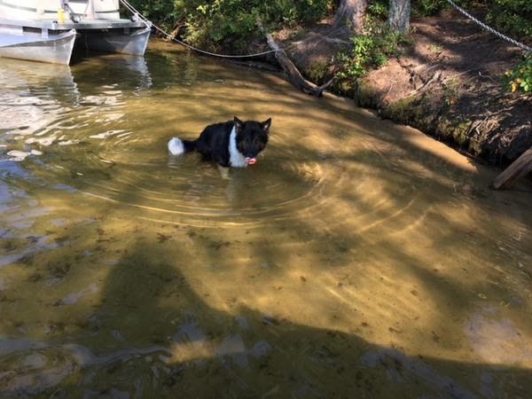 A Black and White Dog is Swimming in a River — Portsmouth, NH — Lager Susan R