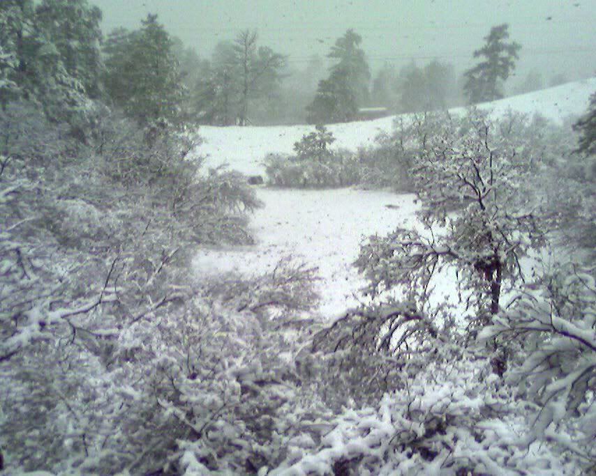 A Snowy Forest With Trees and Bushes Covered in Snow — Portsmouth, NH — Lager Susan R