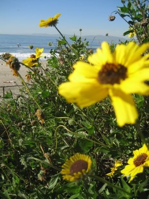 A Bunch of Yellow Flowers With a Beach — Portsmouth, NH — Lager Susan R