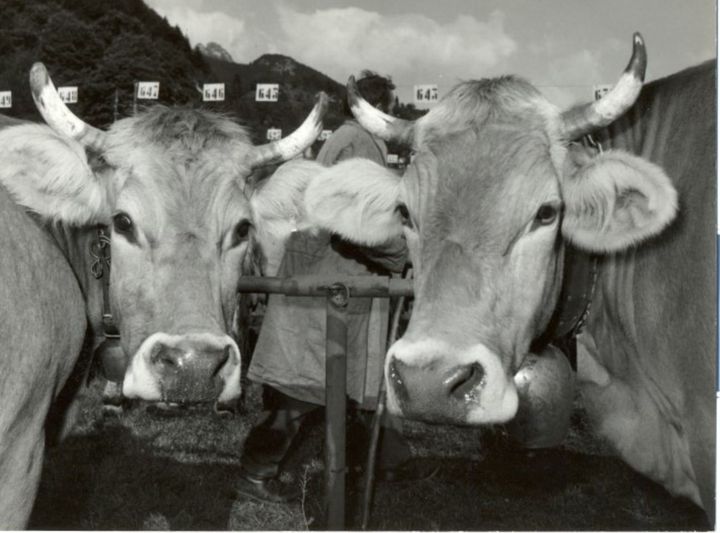immagine storica capi di bestiame