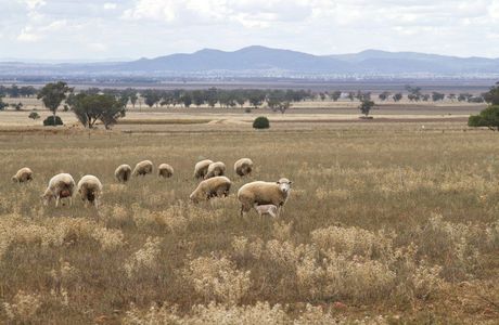 Flock of Sheep — 4x4 & Car Accessories in Gunnedah, NSW