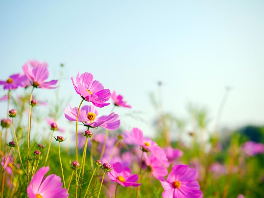 A field of pink flowers with a blue sky in the background