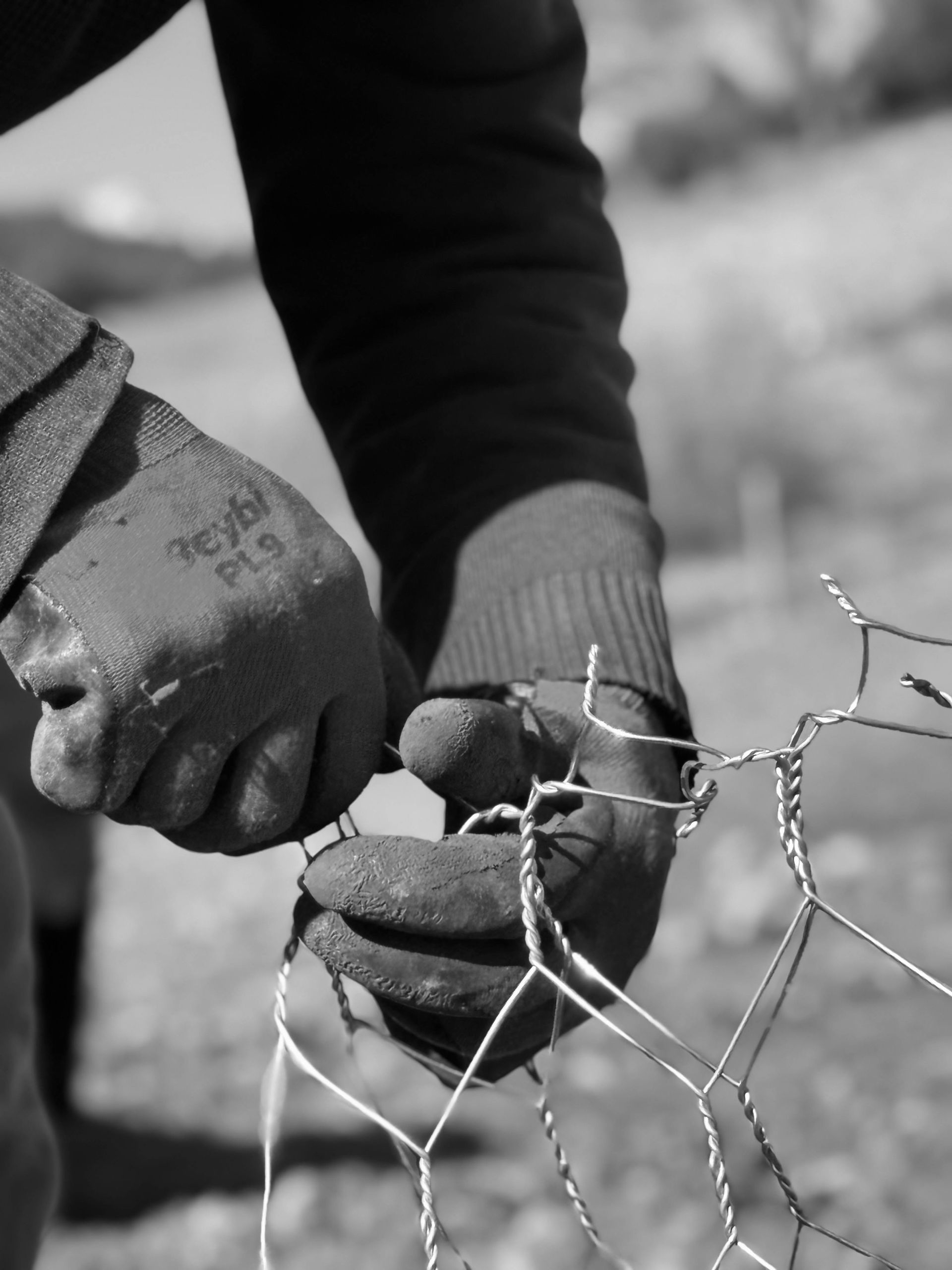 Person wearing gloves working with wire fencing outdoors.