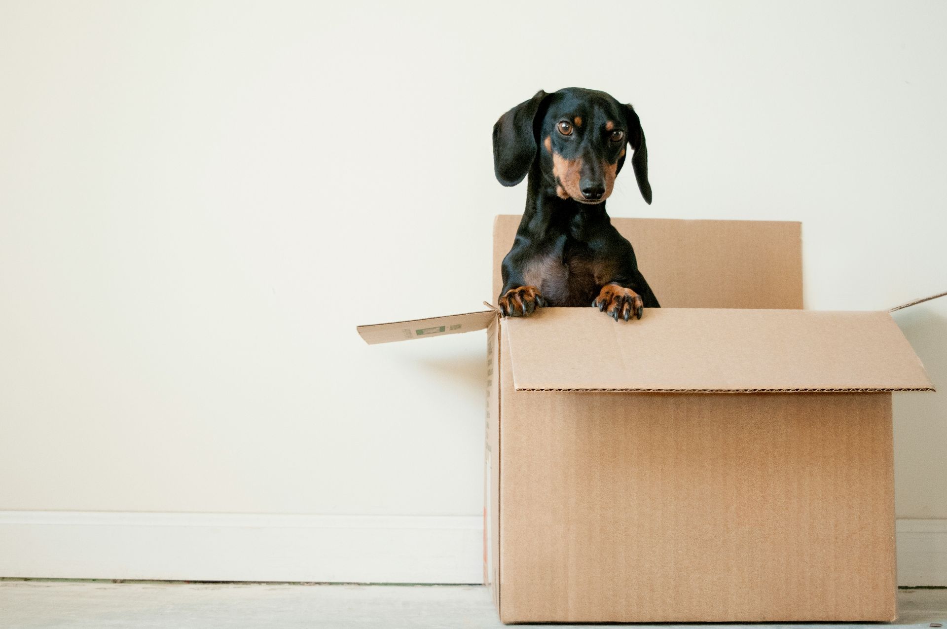 a small dog peaking out of a cardboard box