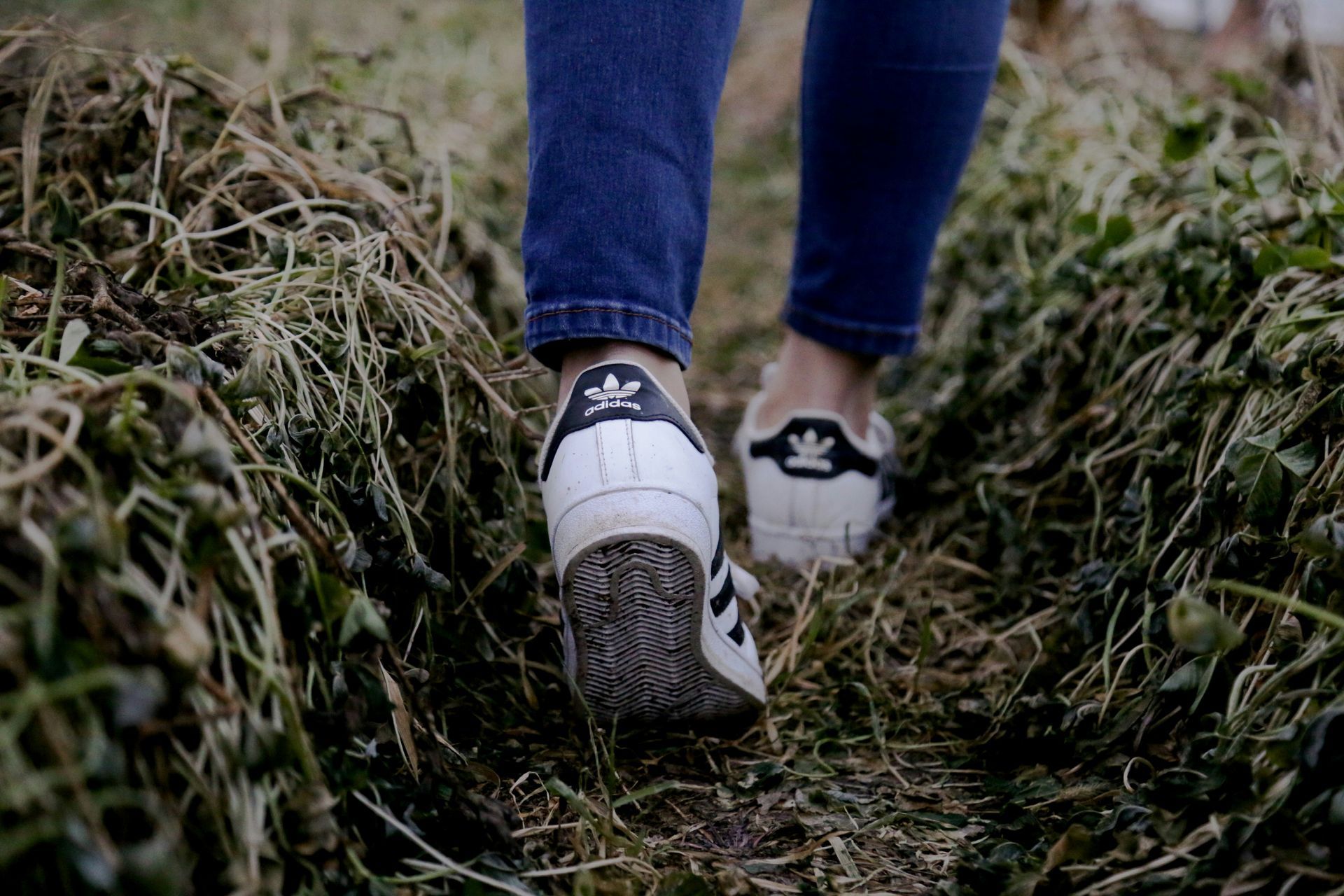 A person wearing adidas shoes is walking through the grass.