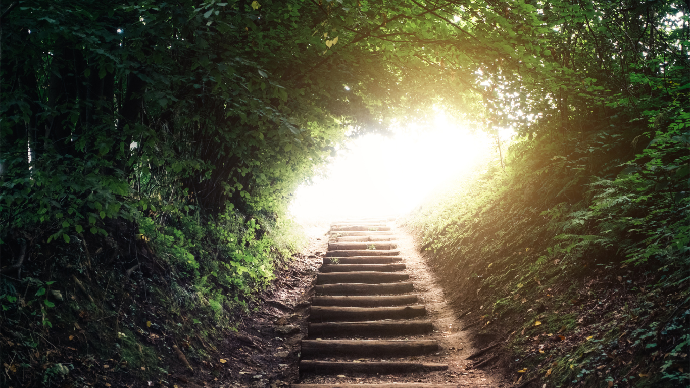 Path in a forest