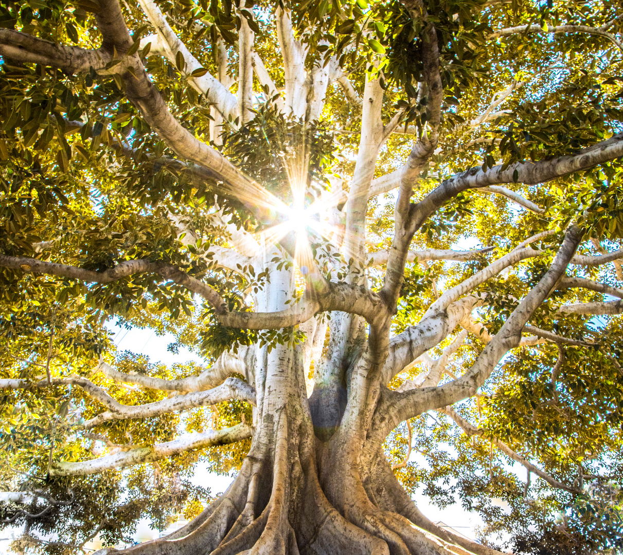 The sun is shining through the branches of a tree.