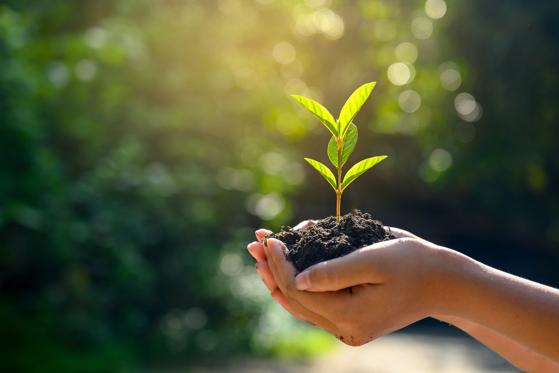 A person is holding a small plant in their hands.