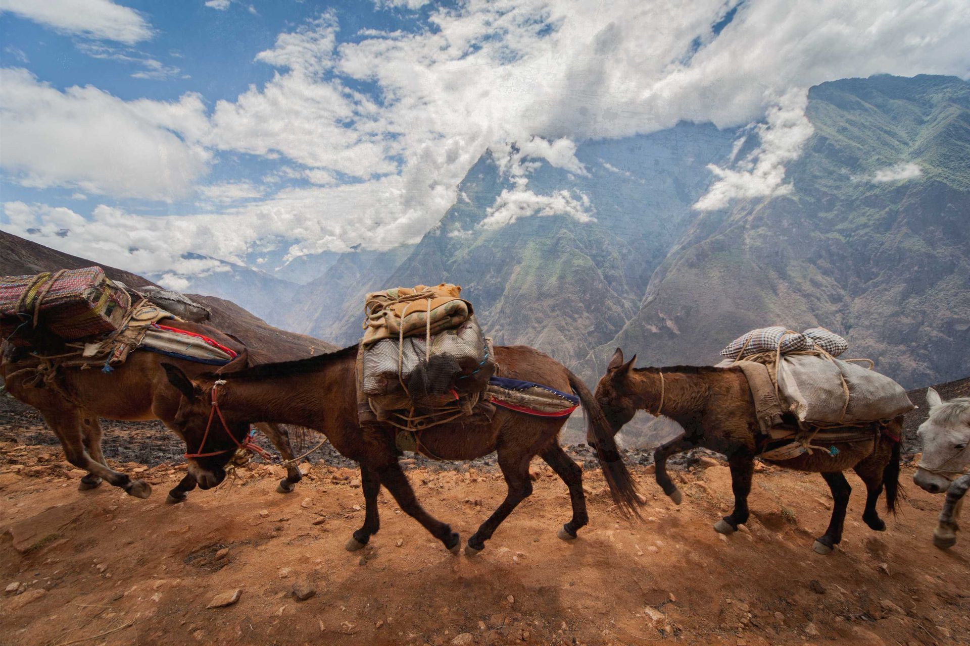 mules carry supplies on the choquequirao trek