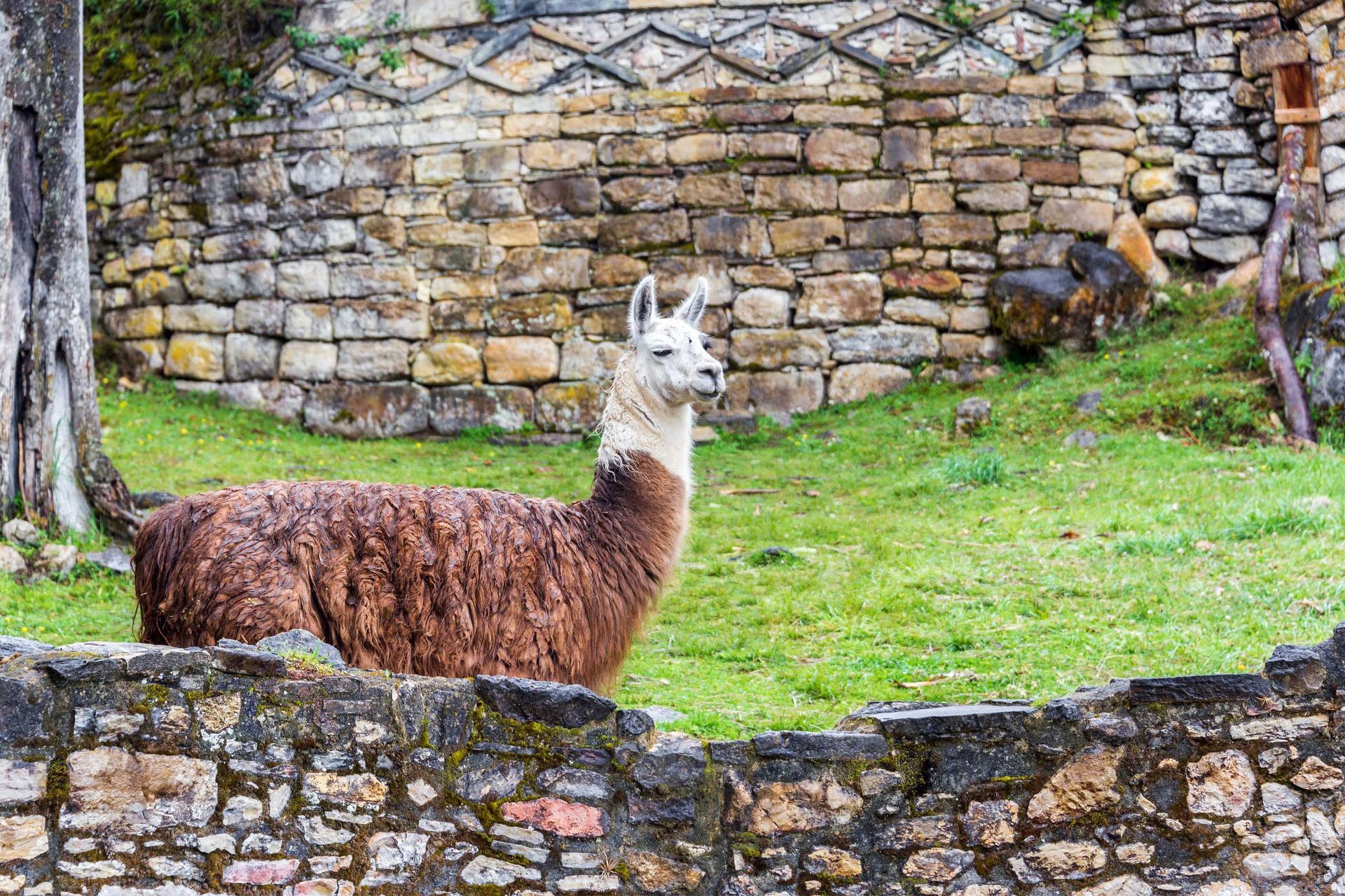white brown llama, ancient ruins, kuelap