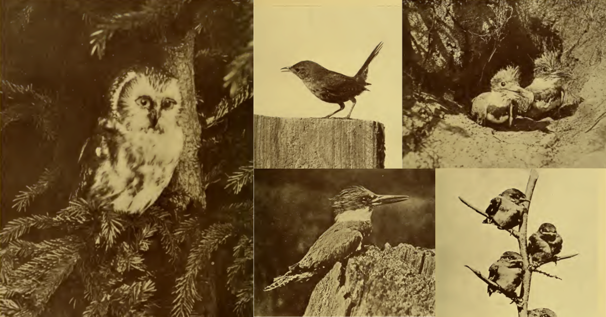 a series of old photos of different bird species