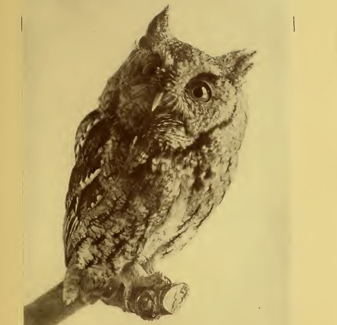 old photo screech owl awake and asleep
