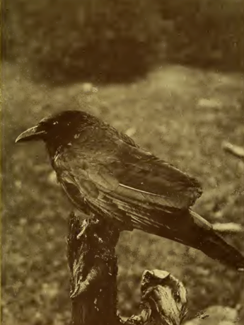 old photograph perching crow