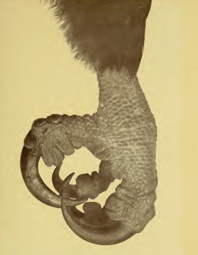 old photograph eagles talon