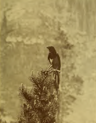 magpie perched in tree, old photograph