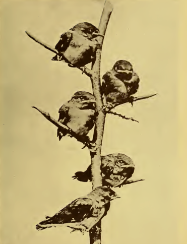 old photograph swallows perched in tree
