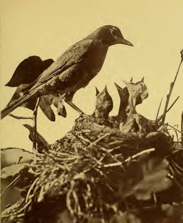 a robin feeds its young in a nest