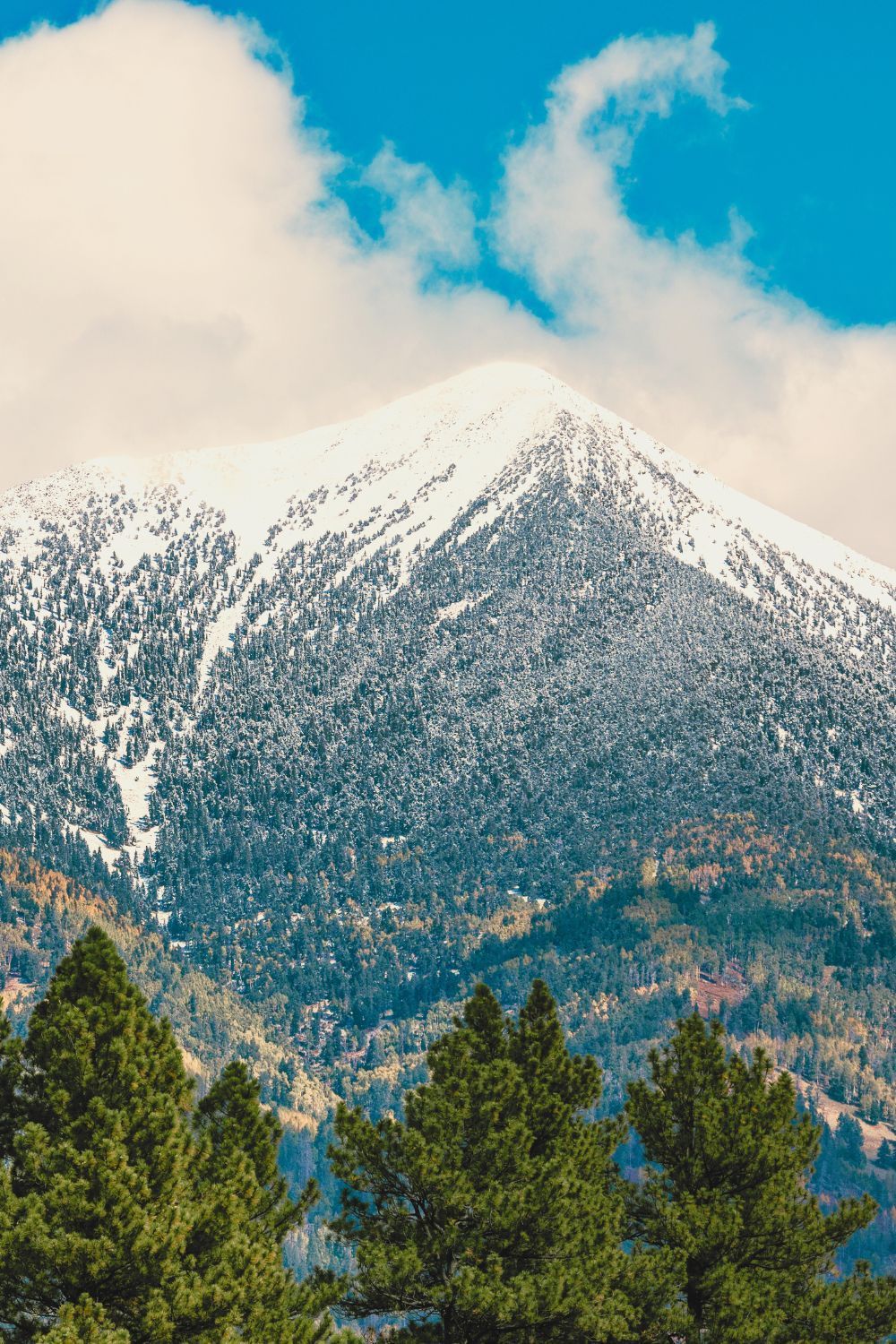 snow capped mountains, green trees in foreground