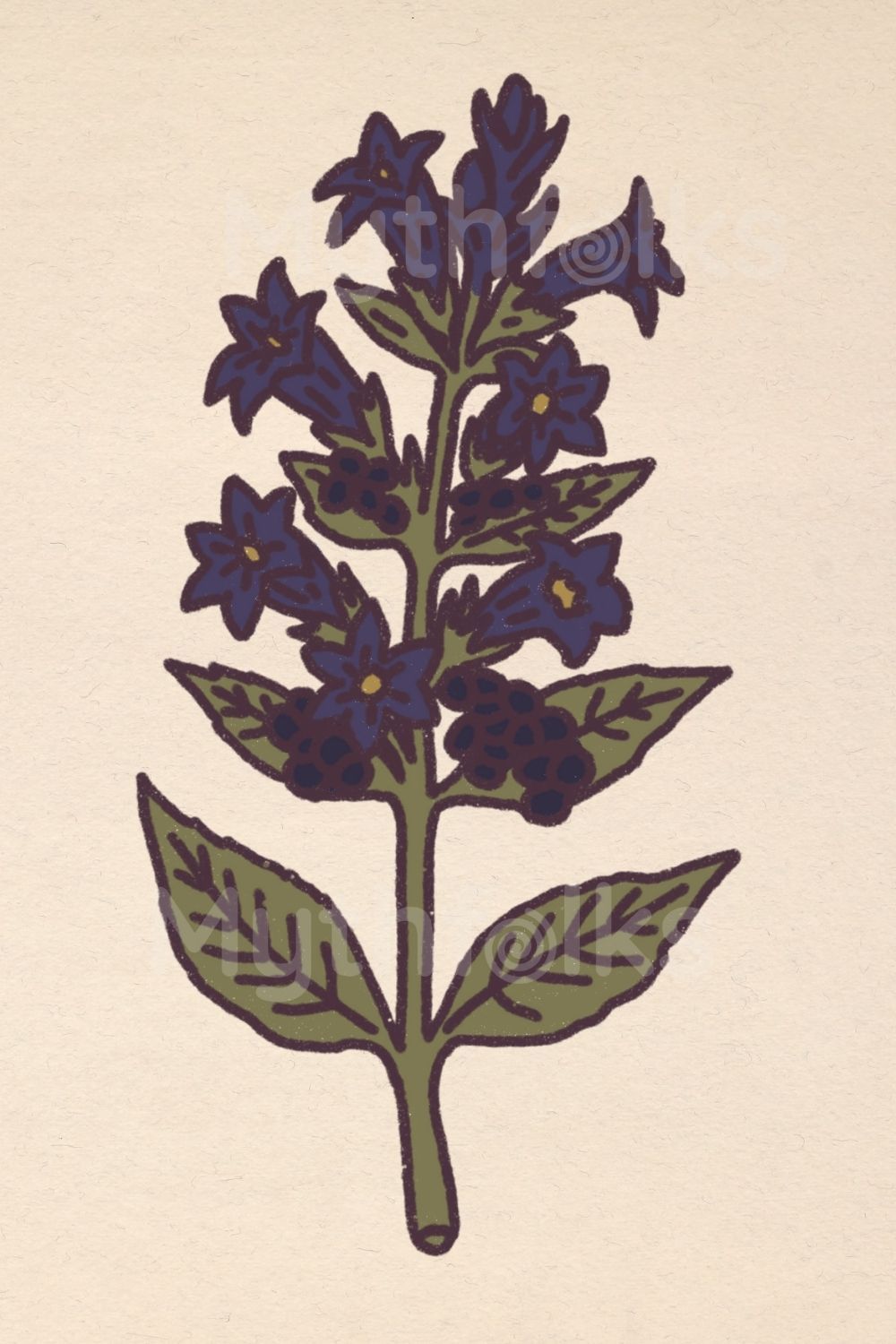 vintage illustration belladonna