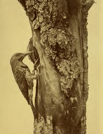 old photograph woodpecker in tree