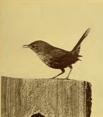 old photograph wren standing