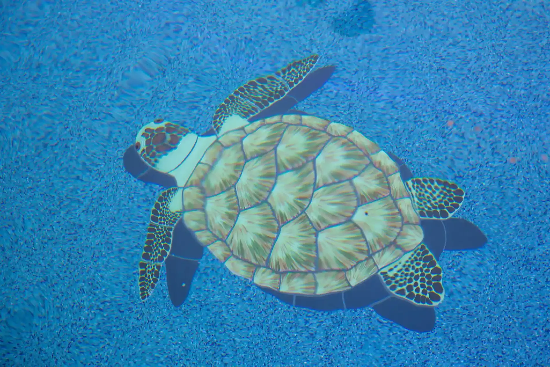 Sea turtle swimming over bright blue ocean floor
