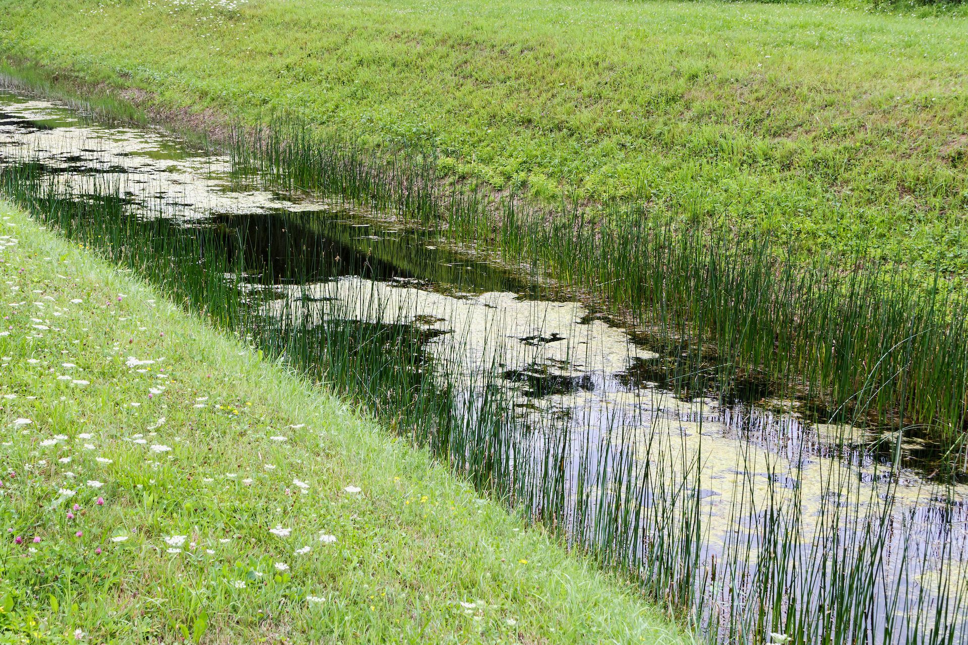 A drainage ditch filled with dark water and vegetation, bordered by grassy banks.