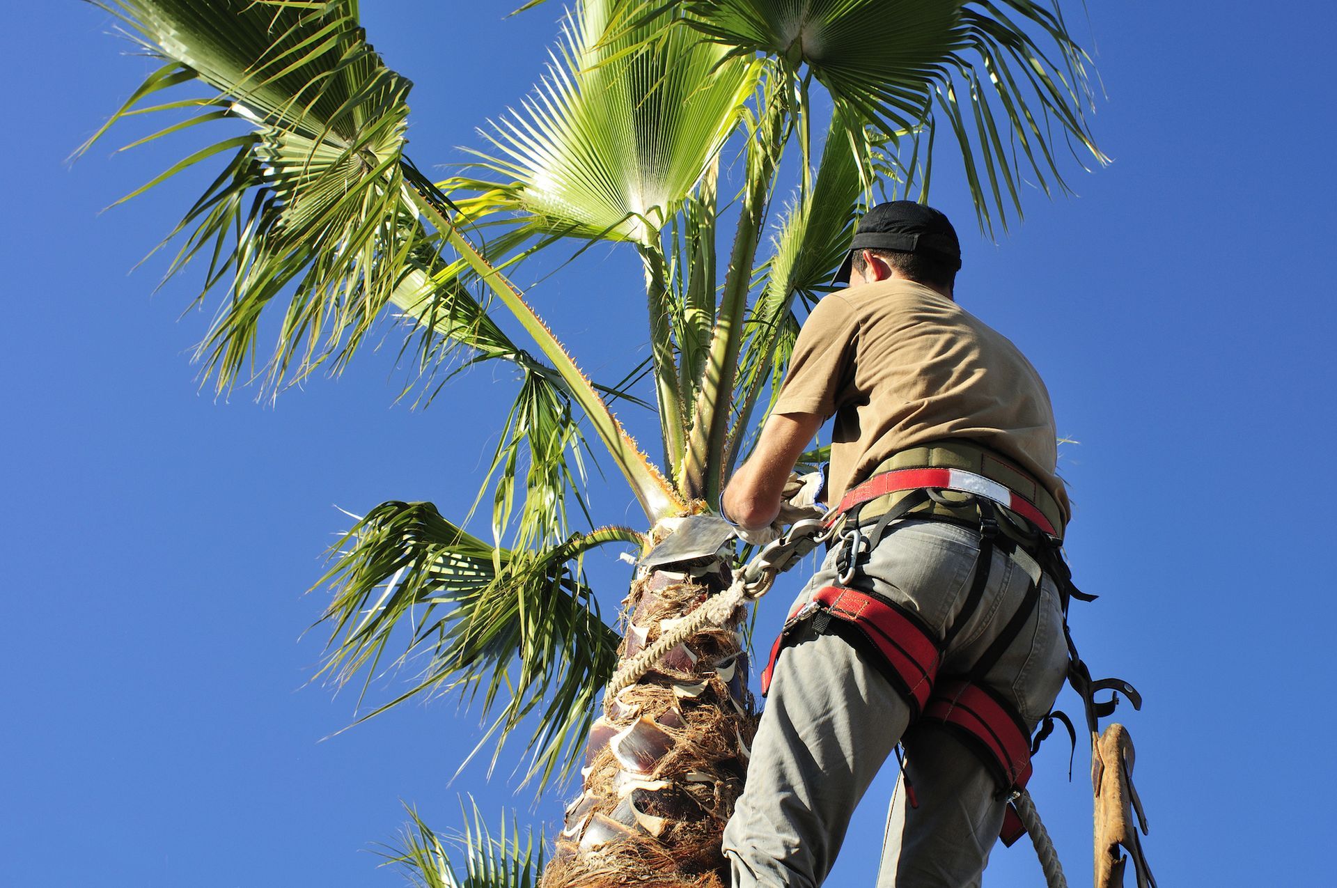 A man is standing on a ladder cutting a palm tree
