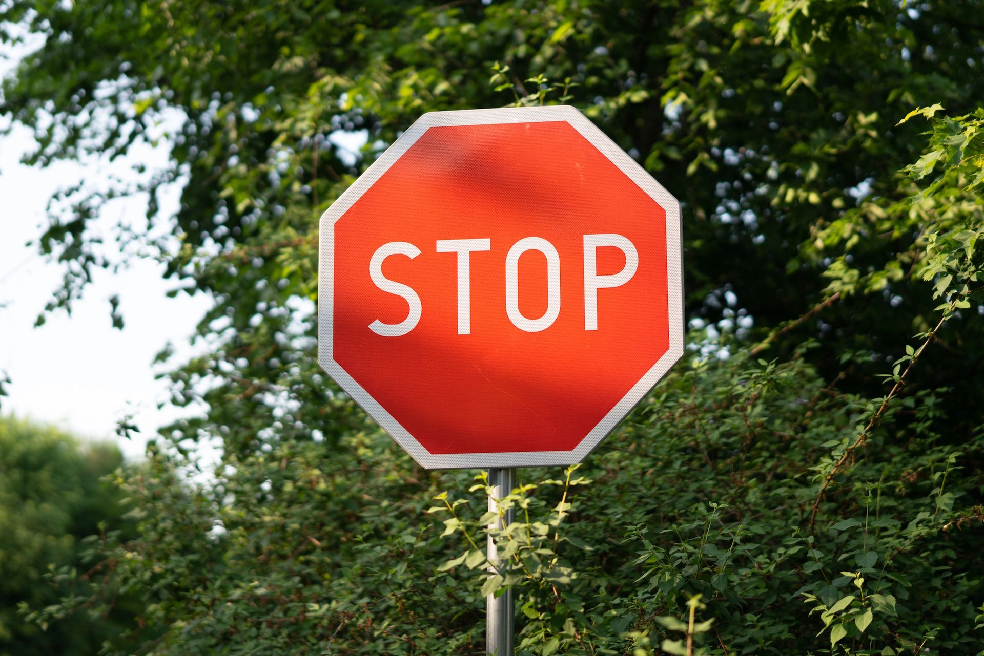 A stop sign is surrounded by trees and bushes.