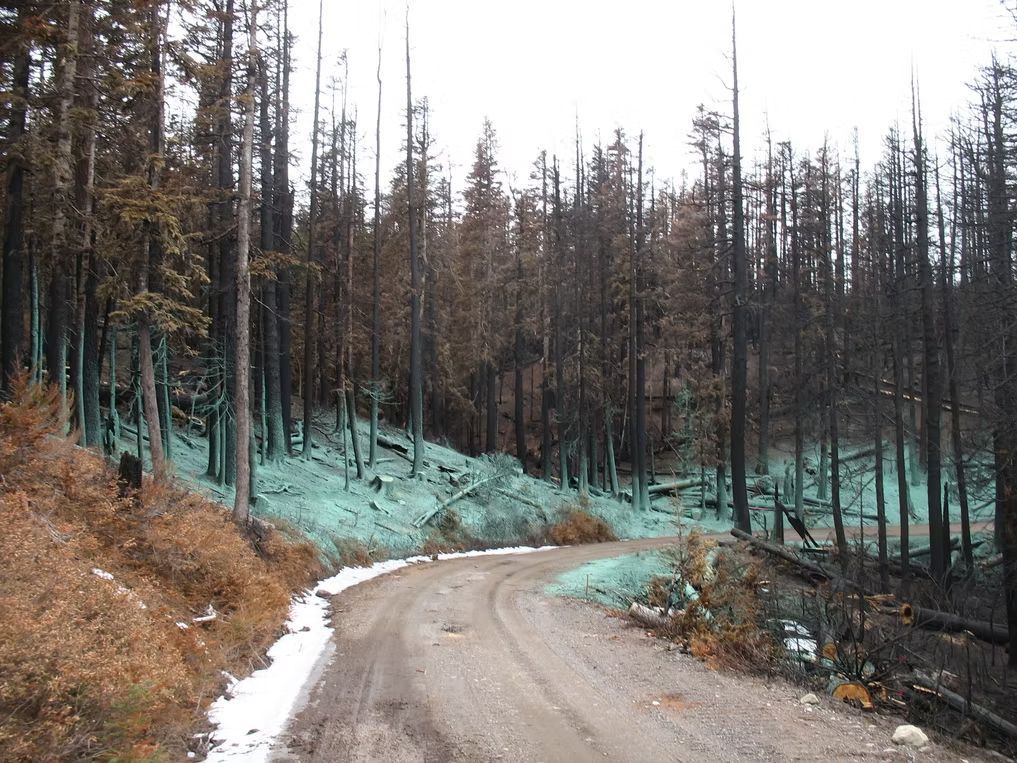 A dirt road winds through a forest of scorched, black trees coated in a bright blue fire-retardant chemical.