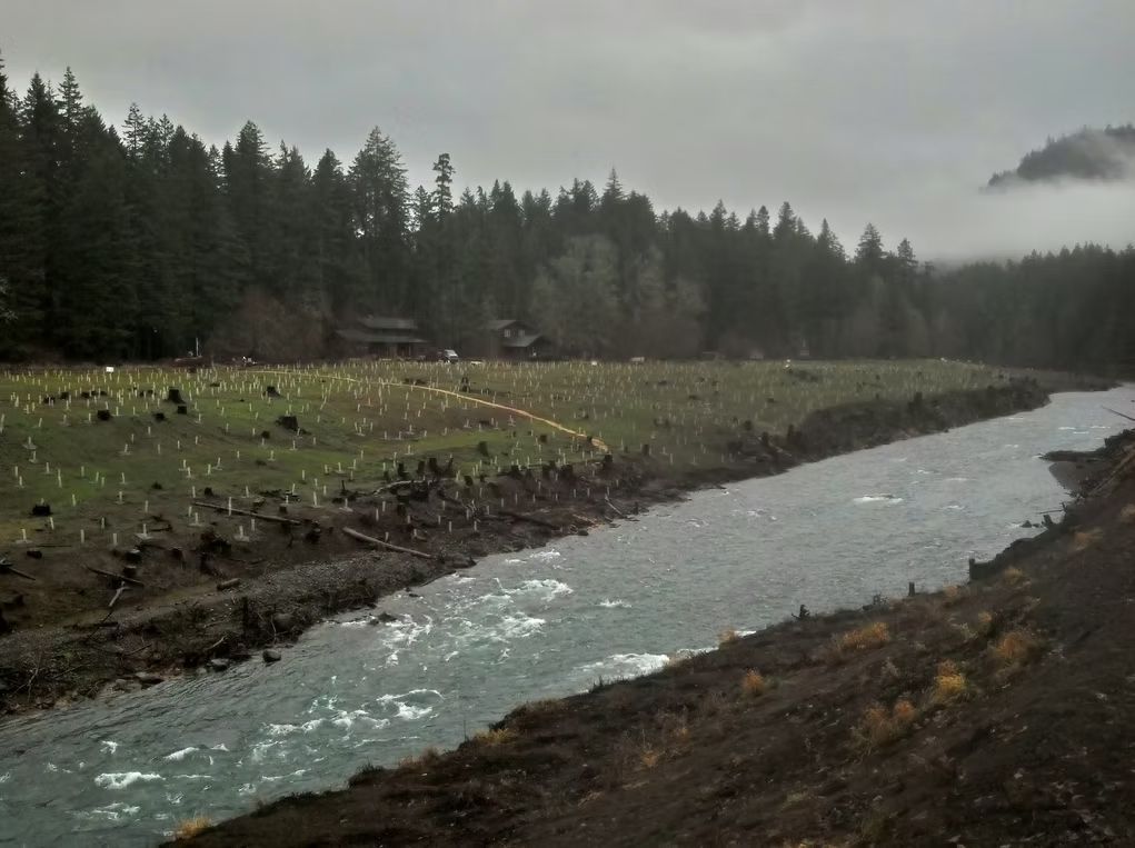 A stream flows through a landscape with a field of saplings protected by white tree tubes under a cloudy sky.