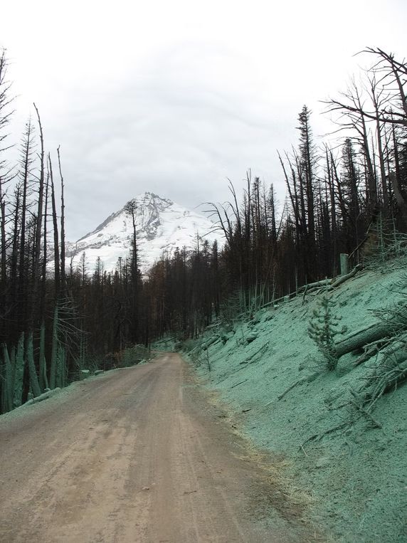 A dirt road leads toward a snow-capped mountain, flanked by charred trees and a slope covered in vibrant green hydroseed.