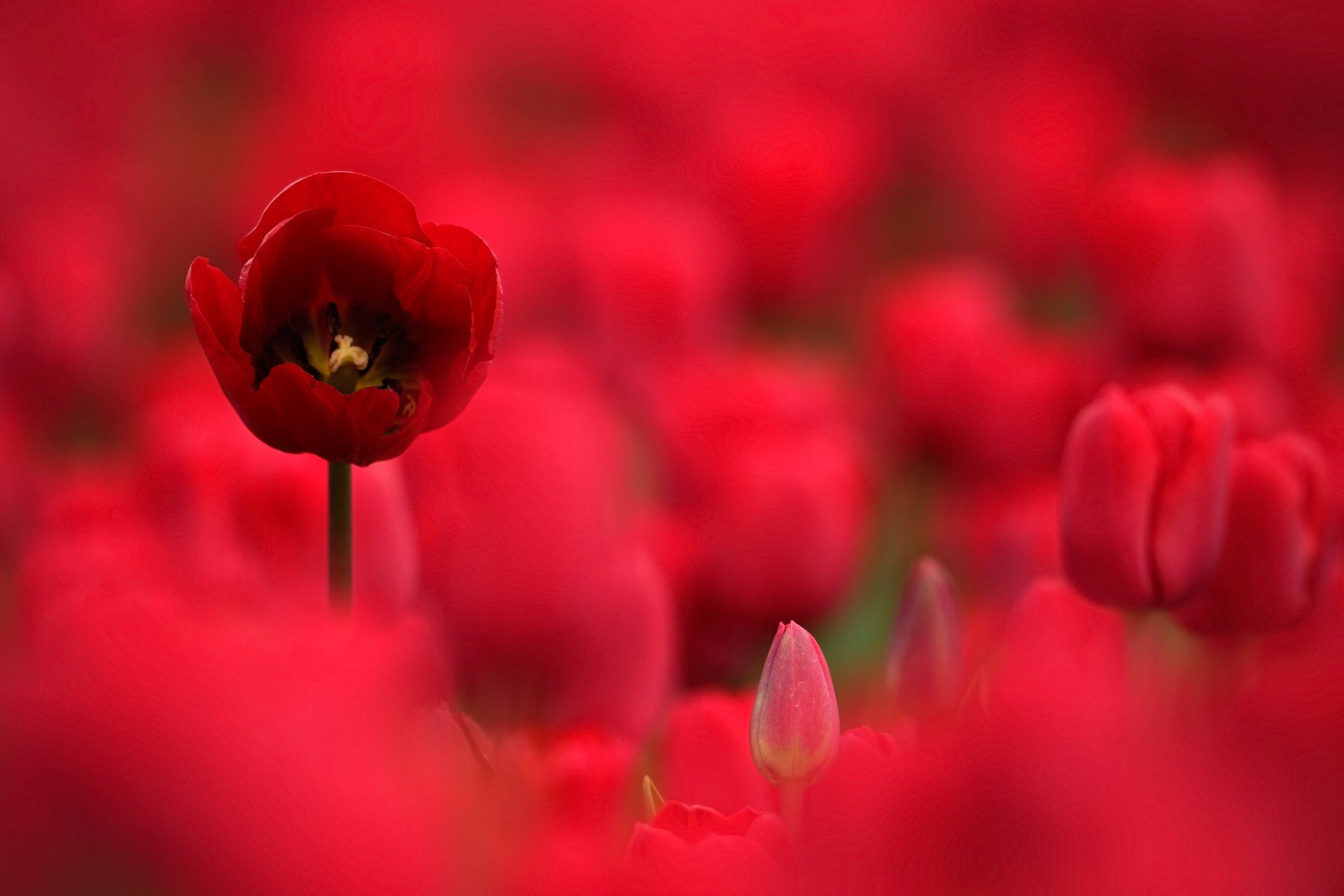 Tulpenwiese mit roten Tulpen