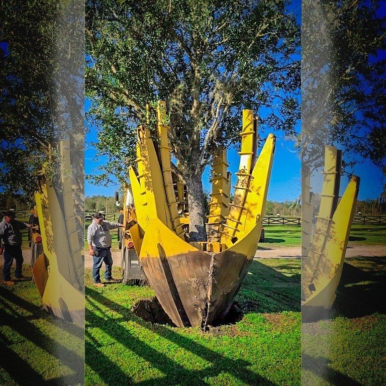 Tree Seedling Plants — St. Augustine, FL — Associated Treemasters