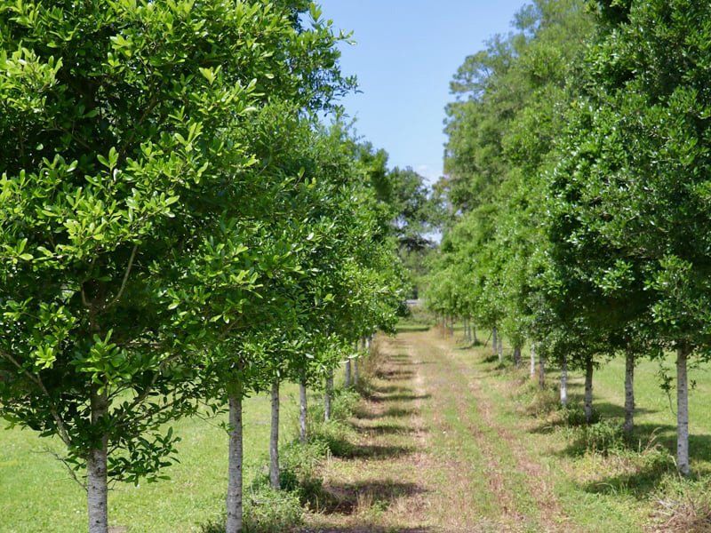 Rows of Growing Trees — St. Augustine, FL — Associated Treemasters