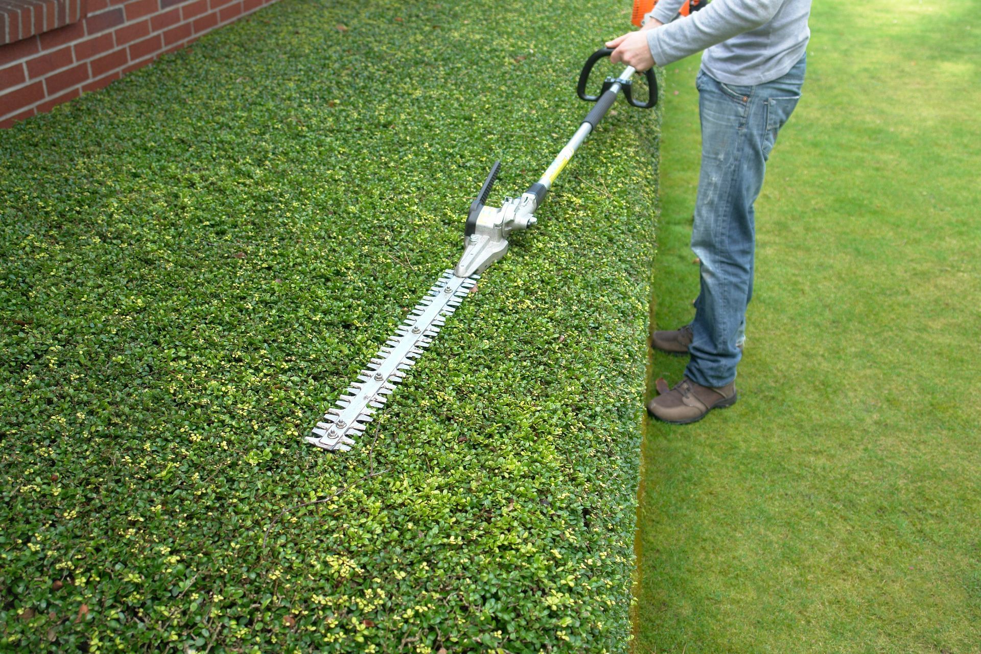 Person using a hedge trimmer to trim a green hedge next to a lawn and brick wall.