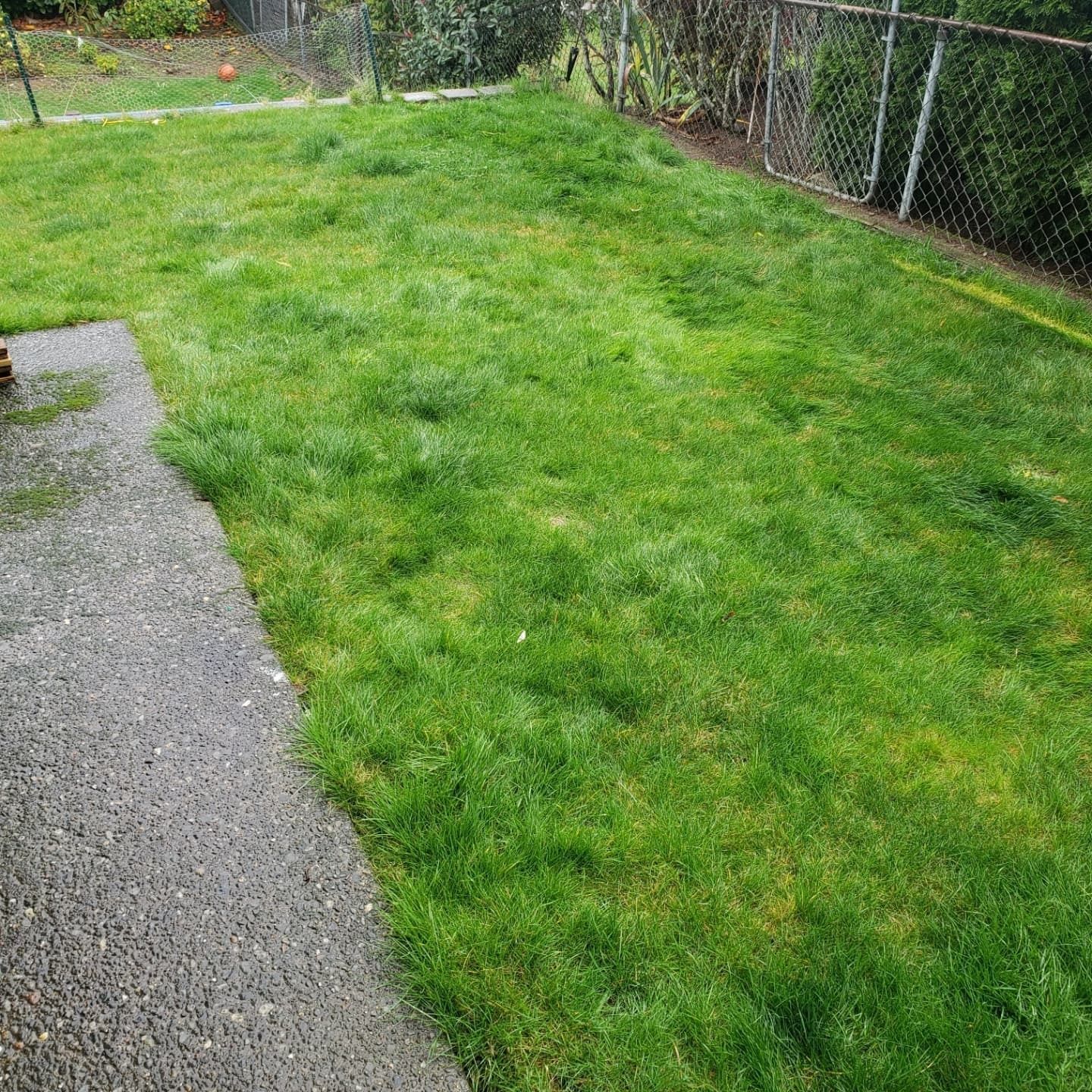 Green lawn next to a concrete patio, with a chain-link fence in the background.