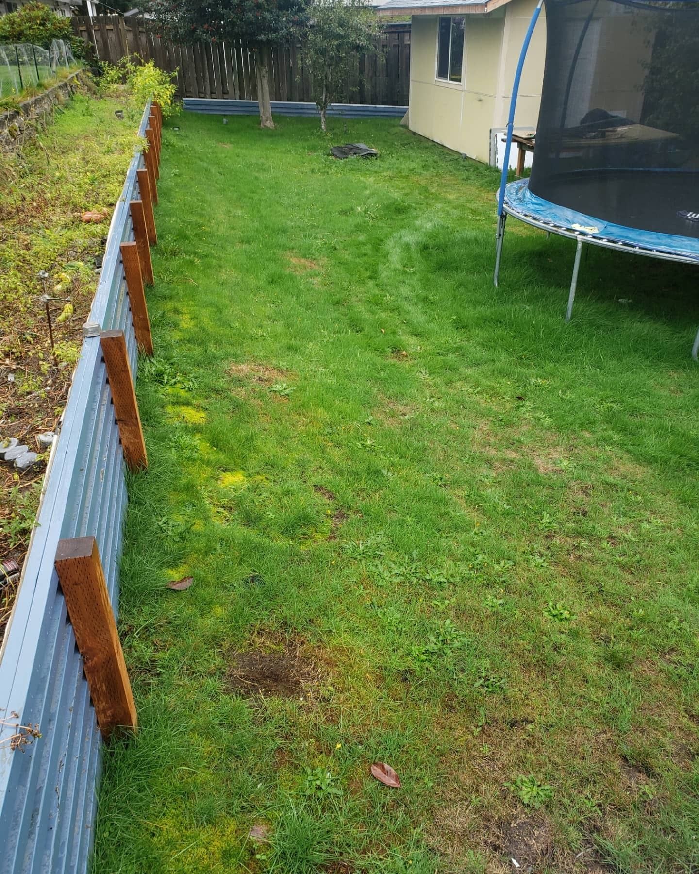 Green backyard with a fence on the left, a trampoline on the right, and a small building in the background. Green backyard with a fence on the left, a trampoline on the right, and a small building in the background.