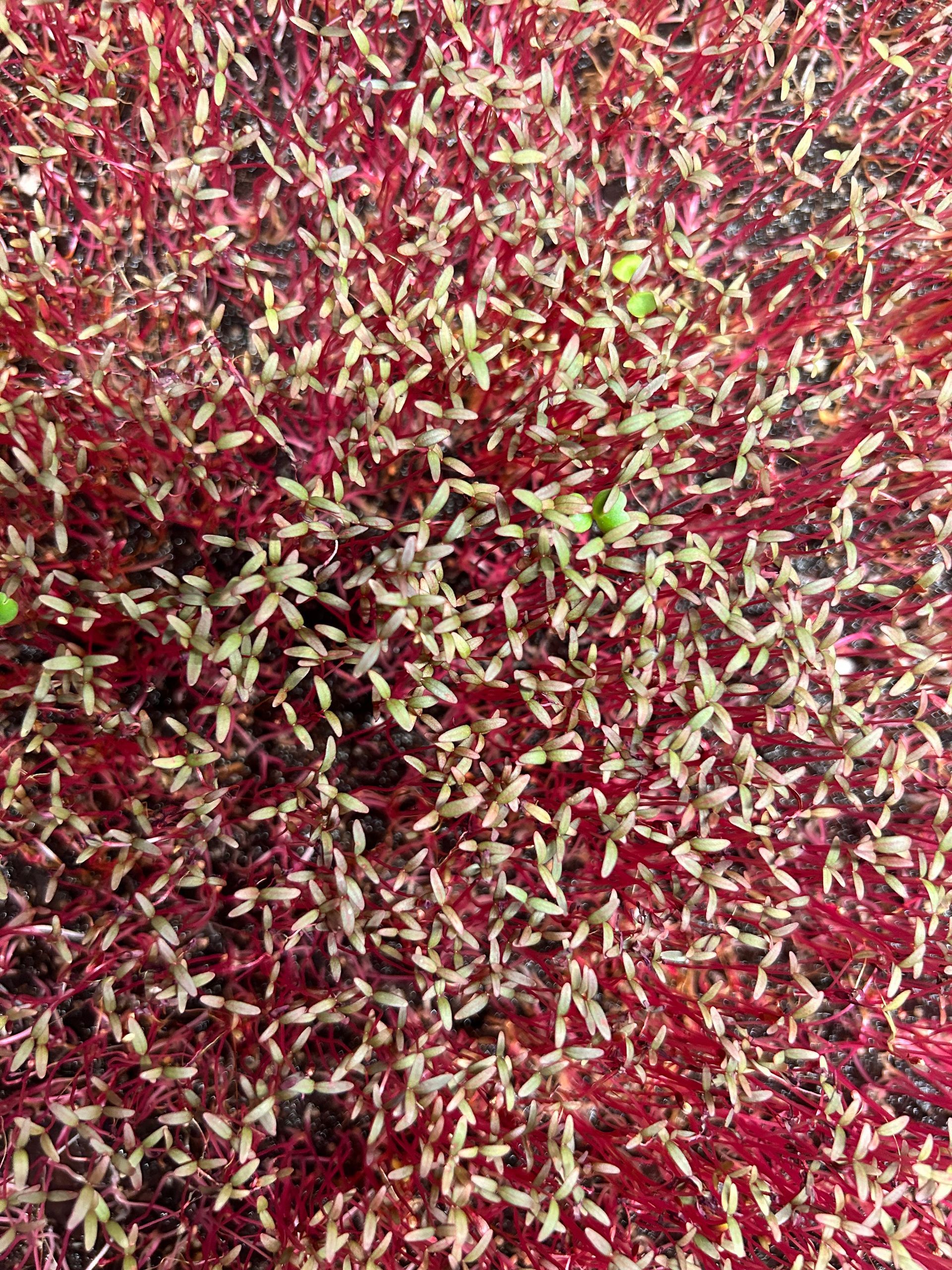 Amaranth - Small