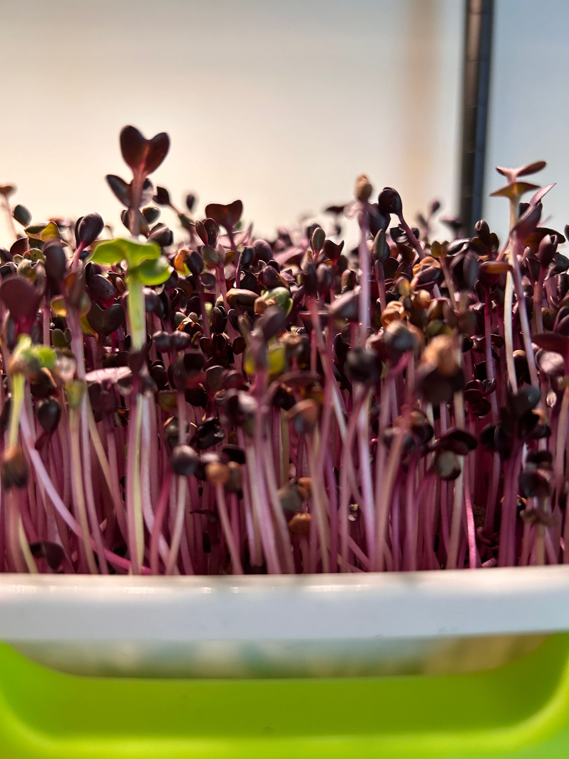 Purple Radish - Large